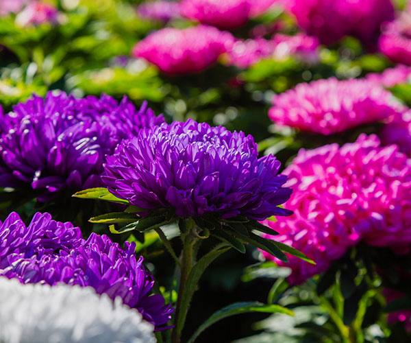 Kloeckner Chicago Florist, Farm-Fresh Flowers