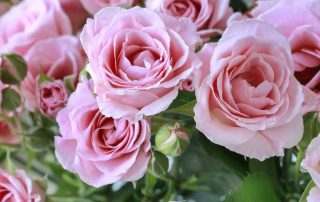 Kloeckner Flowers offers New Baby flowers