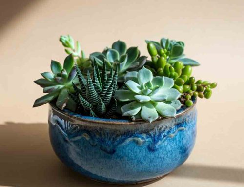 Father’s Day Plants Make the Occasion Extra Special for Dad