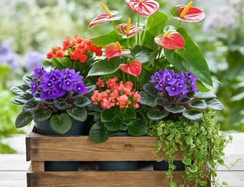 Fall Floral Gifts help to Celebrate the Season of Vibrant Colors and the Excitement of College Football