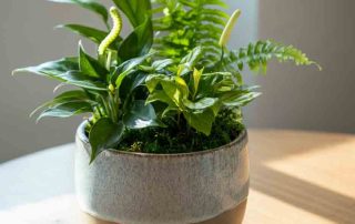 Mixed Green Plants in a Modern Garden Dish