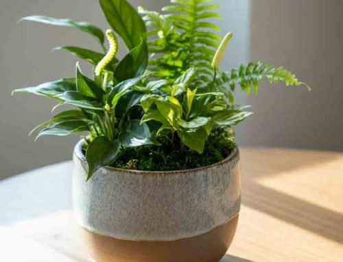 Kick off the School Year on a Positive Note with Back-to-School Plants